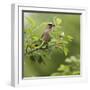 USA, Carmel, Indiana. Cedar waxwing feeds on serviceberry fruit.-Deborah Winchester-Framed Photographic Print