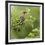 USA, Carmel, Indiana. Cedar waxwing feeds on serviceberry fruit.-Deborah Winchester-Framed Photographic Print