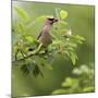 USA, Carmel, Indiana. Cedar waxwing feeds on serviceberry fruit.-Deborah Winchester-Mounted Photographic Print