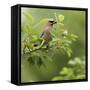 USA, Carmel, Indiana. Cedar waxwing feeds on serviceberry fruit.-Deborah Winchester-Framed Stretched Canvas