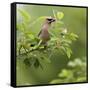 USA, Carmel, Indiana. Cedar waxwing feeds on serviceberry fruit.-Deborah Winchester-Framed Stretched Canvas