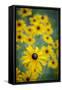 USA, Carmel, Indiana. Cluster of black-eyed Susan's in Indiana.-Deborah Winchester-Framed Stretched Canvas