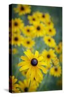 USA, Carmel, Indiana. Cluster of black-eyed Susan's in Indiana.-Deborah Winchester-Stretched Canvas