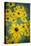 USA, Carmel, Indiana. Cluster of black-eyed Susan's in Indiana.-Deborah Winchester-Stretched Canvas