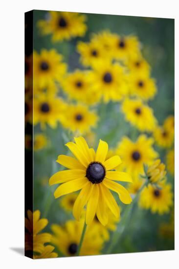 USA, Carmel, Indiana. Cluster of black-eyed Susan's in Indiana.-Deborah Winchester-Stretched Canvas