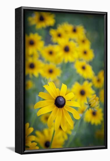 USA, Carmel, Indiana. Cluster of black-eyed Susan's in Indiana.-Deborah Winchester-Framed Photographic Print