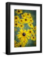 USA, Carmel, Indiana. Cluster of black-eyed Susan's in Indiana.-Deborah Winchester-Framed Photographic Print