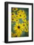 USA, Carmel, Indiana. Cluster of black-eyed Susan's in Indiana.-Deborah Winchester-Framed Photographic Print