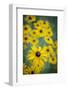 USA, Carmel, Indiana. Cluster of black-eyed Susan's in Indiana.-Deborah Winchester-Framed Photographic Print