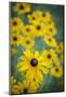 USA, Carmel, Indiana. Cluster of black-eyed Susan's in Indiana.-Deborah Winchester-Mounted Photographic Print