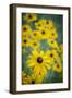 USA, Carmel, Indiana. Cluster of black-eyed Susan's in Indiana.-Deborah Winchester-Framed Photographic Print