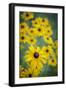 USA, Carmel, Indiana. Cluster of black-eyed Susan's in Indiana.-Deborah Winchester-Framed Photographic Print