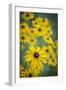 USA, Carmel, Indiana. Cluster of black-eyed Susan's in Indiana.-Deborah Winchester-Framed Photographic Print