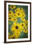 USA, Carmel, Indiana. Cluster of black-eyed Susan's in Indiana.-Deborah Winchester-Framed Photographic Print