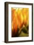 USA, Carmel, Indiana. Macro abstract of a sunflower.-Deborah Winchester-Framed Photographic Print