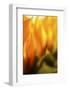 USA, Carmel, Indiana. Macro abstract of a sunflower.-Deborah Winchester-Framed Photographic Print