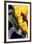 USA, Carmel, Indiana. Side view abstract of a sunflower-Deborah Winchester-Framed Photographic Print