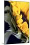 USA, Carmel, Indiana. Side view abstract of a sunflower-Deborah Winchester-Mounted Photographic Print