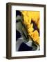 USA, Carmel, Indiana. Side view abstract of a sunflower-Deborah Winchester-Framed Photographic Print