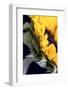 USA, Carmel, Indiana. Side view abstract of a sunflower-Deborah Winchester-Framed Photographic Print