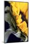 USA, Carmel, Indiana. Side view abstract of a sunflower-Deborah Winchester-Mounted Photographic Print