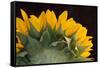 USA, Carmel, Indiana. The back of a sunflower has twists and curves.-Deborah Winchester-Framed Stretched Canvas