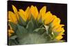 USA, Carmel, Indiana. The back of a sunflower has twists and curves.-Deborah Winchester-Stretched Canvas