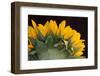 USA, Carmel, Indiana. The back of a sunflower has twists and curves.-Deborah Winchester-Framed Photographic Print