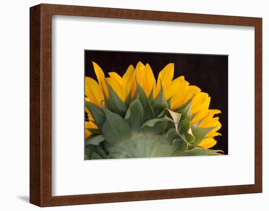 USA, Carmel, Indiana. The back of a sunflower has twists and curves.-Deborah Winchester-Framed Photographic Print