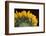 USA, Carmel, Indiana. The back of a sunflower has twists and curves.-Deborah Winchester-Framed Photographic Print