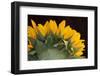 USA, Carmel, Indiana. The back of a sunflower has twists and curves.-Deborah Winchester-Framed Photographic Print