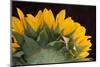 USA, Carmel, Indiana. The back of a sunflower has twists and curves.-Deborah Winchester-Mounted Photographic Print