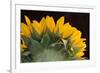 USA, Carmel, Indiana. The back of a sunflower has twists and curves.-Deborah Winchester-Framed Photographic Print