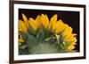 USA, Carmel, Indiana. The back of a sunflower has twists and curves.-Deborah Winchester-Framed Photographic Print