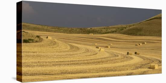 USA, Colfax, WA, Palouse region. Panoramic of bales of wheat straw in a field near Colfax, WA.-Deborah Winchester-Stretched Canvas