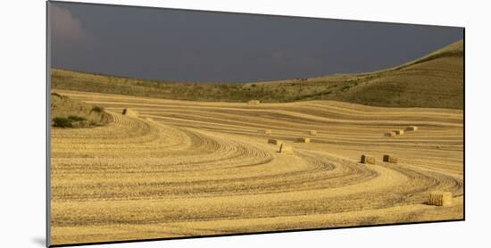 USA, Colfax, WA, Palouse region. Panoramic of bales of wheat straw in a field near Colfax, WA.-Deborah Winchester-Mounted Photographic Print