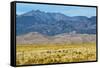 USA, Colorado, Alamosa, Great Sand Dunes National Park and Preserve-Bernard Friel-Framed Stretched Canvas