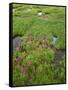 USA, Colorado, Arapaho National Forest, Mount Evans Wilderness-John Barger-Framed Stretched Canvas