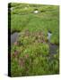 USA, Colorado, Arapaho National Forest, Mount Evans Wilderness-John Barger-Stretched Canvas