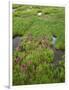 USA, Colorado, Arapaho National Forest, Mount Evans Wilderness-John Barger-Framed Photographic Print