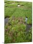 USA, Colorado, Arapaho National Forest, Mount Evans Wilderness-John Barger-Mounted Photographic Print