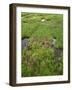 USA, Colorado, Arapaho National Forest, Mount Evans Wilderness-John Barger-Framed Photographic Print