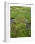 USA, Colorado, Arapaho National Forest, Mount Evans Wilderness-John Barger-Framed Photographic Print