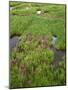 USA, Colorado, Arapaho National Forest, Mount Evans Wilderness-John Barger-Mounted Photographic Print