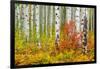 USA, Colorado, Aspen along McClure Pass in the Colorado Rockies-Christian Heeb-Framed Photographic Print