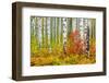 USA, Colorado, Aspen along McClure Pass in the Colorado Rockies-Christian Heeb-Framed Photographic Print