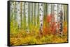 USA, Colorado, Aspen along McClure Pass in the Colorado Rockies-Christian Heeb-Framed Stretched Canvas