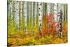 USA, Colorado, Aspen along McClure Pass in the Colorado Rockies-Christian Heeb-Stretched Canvas