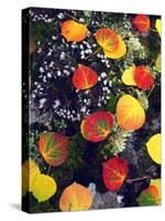 USA, Colorado, Aspen Leaves in the Rocky Mountains-Jaynes Gallery-Stretched Canvas