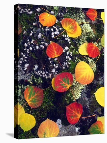 USA, Colorado, Aspen Leaves in the Rocky Mountains-Jaynes Gallery-Stretched Canvas